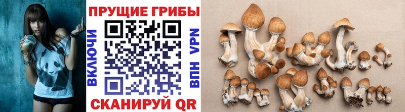 Псилоцибиновые грибы мицелий  Купить где  Нерчинск 